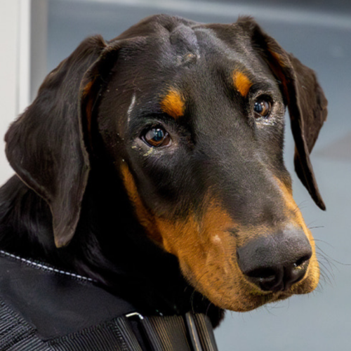 Donate to Huisdieren in Nesten VZW